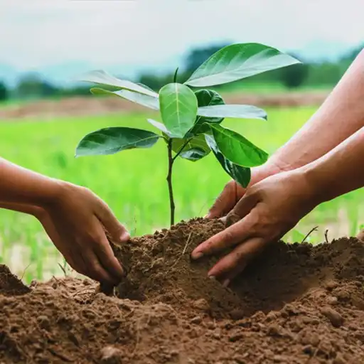 Plantation Activity